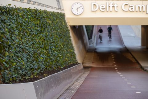 Groene tunnel Delft. Foto: Mobilane